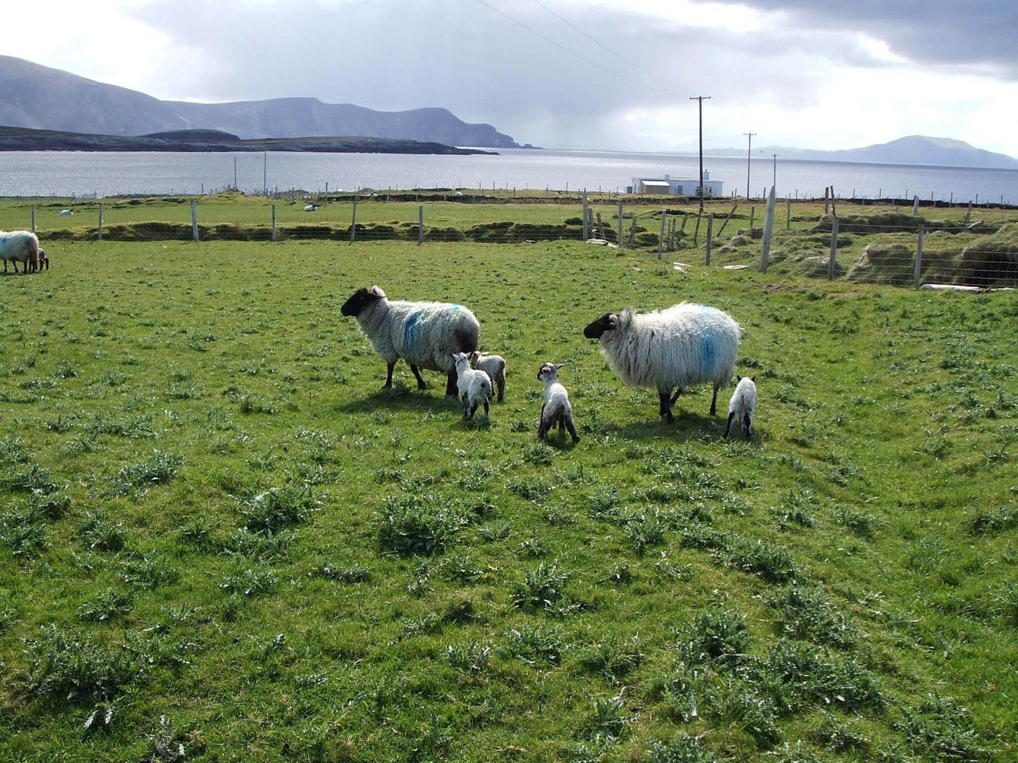 Achill West Coast House Bed & Breakfast Dooagh Bagian luar foto
