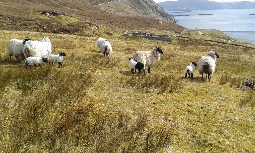 Achill West Coast House Bed & Breakfast Dooagh Bagian luar foto