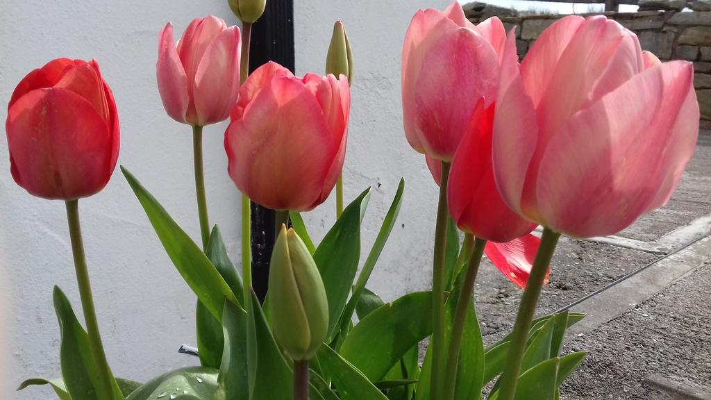Achill West Coast House Bed & Breakfast Dooagh Bagian luar foto